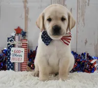 Frankie, a male Labrador Retriever for sale in Downing, MO – 4 of 9