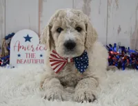 Liam, a male Goldendoodle for sale in Downing, MO – 8 of 8