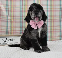 Aurora , a female Labradoodle for sale in Downing, MO – 6 of 8