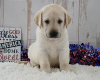 Fletch, a male Labrador Retriever for sale in Downing, MO – 3 of 8