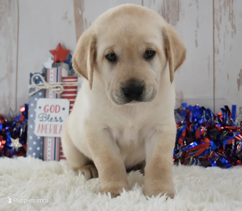 Flint – Labrador Retriever puppy for sale in Downing, MO