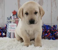 Flint, a male Labrador Retriever for sale in Downing, MO – 1 of 8