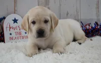 Fido, a male Labrador Retriever for sale in Downing, MO – 8 of 8