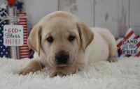 Flint, a male Labrador Retriever for sale in Downing, MO – 7 of 8