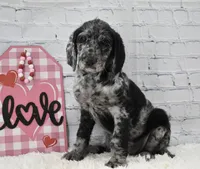 Finley, a female Labradoodle for sale in Downing, MO – Photo 7 of 8