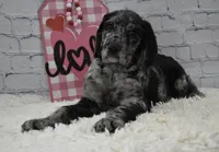 Finley, a female Labradoodle for sale in Downing, MO – Photo 5 of 8