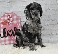 Finley, a female Labradoodle for sale in Downing, MO – Photo 4 of 8