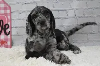 Finley, a female Labradoodle for sale in Downing, MO – Photo 8 of 8