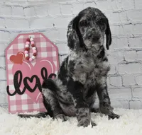 Finley, a female Labradoodle for sale in Downing, MO – Photo 3 of 8