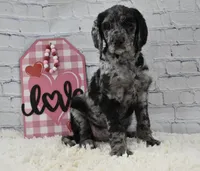 Finley, a female Labradoodle for sale in Downing, MO – Photo 6 of 8