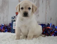 Frida, a female Labrador Retriever for sale in Downing, MO – 3 of 8