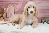Dante, a male Goldendoodle for sale in Downing, MO – 2 of 8