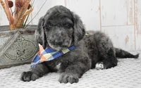 Auggie, a male Labradoodle for sale in Downing, MO – 6 of 8