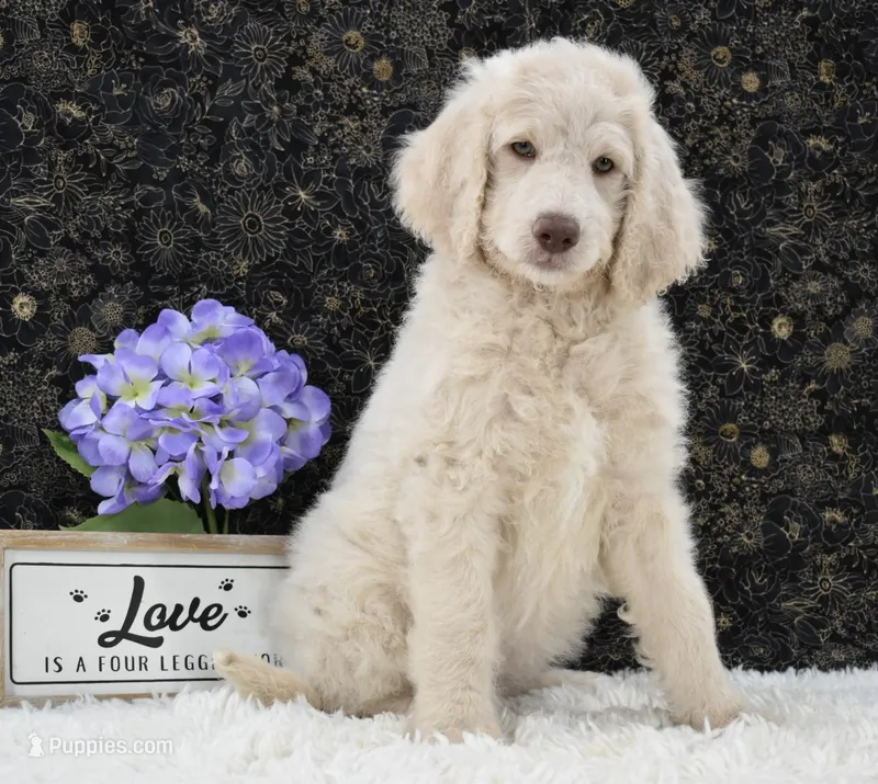 Daisy – Goldendoodle puppy for sale in Downing, MO