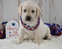 Faith , a female Labrador Retriever for sale in Downing, MO – 2 of 8