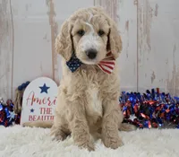 Lola, a female Goldendoodle for sale in Downing, MO – 5 of 7