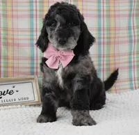Aurora , a female Labradoodle for sale in Downing, MO – 2 of 8