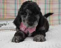 Aurora , a female Labradoodle for sale in Downing, MO – 4 of 8