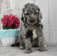 Allie, a female Labradoodle for sale in Downing, MO – 9 of 9