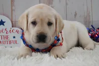 Faith , a female Labrador Retriever for sale in Downing, MO – 4 of 8