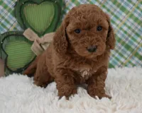Dolly, a female Miniature Labradoodle for sale in Downing, MO – Photo 6 of 8