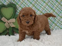 Dolly, a female Miniature Labradoodle for sale in Downing, MO – Photo 3 of 8
