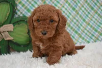 Dolly, a female Miniature Labradoodle for sale in Downing, MO – Photo 8 of 8
