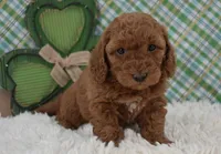 Dolly, a female Miniature Labradoodle for sale in Downing, MO – Photo 4 of 8