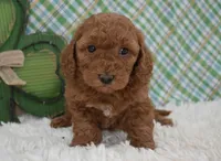 Dolly, a female Miniature Labradoodle for sale in Downing, MO – Photo 5 of 8