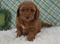 Dolly, a female Miniature Labradoodle for sale in Downing, MO – Photo 7 of 8