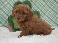 Dolly, a female Miniature Labradoodle for sale in Downing, MO – Photo 2 of 8