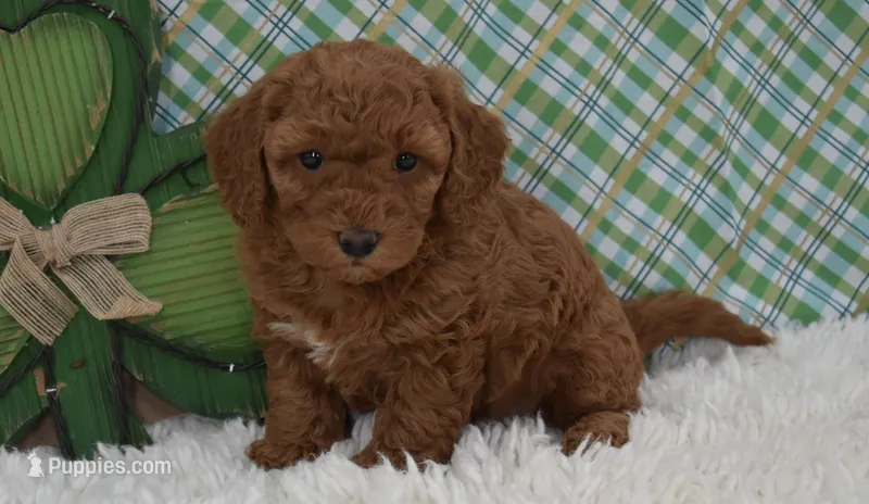 Dolly – Miniature Labradoodle puppy for sale in Downing, MO