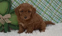 Dolly, a female Miniature Labradoodle for sale in Downing, MO – Photo 1 of 8