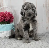 Allie, a female Labradoodle for sale in Downing, MO – 2 of 9
