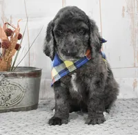 Auggie, a male Labradoodle for sale in Downing, MO – 7 of 8