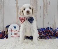 Lady, a female Goldendoodle for sale in Downing, MO – 2 of 8