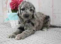 Allie, a female Labradoodle for sale in Downing, MO – 8 of 9