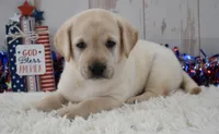 Frida, a female Labrador Retriever for sale in Downing, MO – 4 of 8