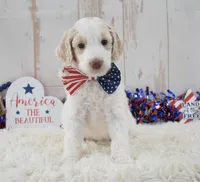 Lady, a female Goldendoodle for sale in Downing, MO – 3 of 8