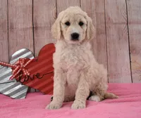 Kassie, a female Goldendoodle for sale in Downing, MO – Photo 5 of 8