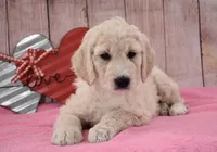 Kassie, a female Goldendoodle for sale in Downing, MO – Photo 2 of 8