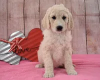 Kassie, a female Goldendoodle for sale in Downing, MO – Photo 4 of 8