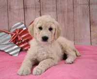 Kassie, a female Goldendoodle for sale in Downing, MO – Photo 3 of 8