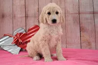 Kassie, a female Goldendoodle for sale in Downing, MO – Photo 7 of 8