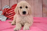 Kassie, a female Goldendoodle for sale in Downing, MO – Photo 8 of 8