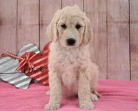 Kassie, a female Goldendoodle for sale in Downing, MO – Photo 1 of 8