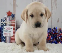 Flint, a male Labrador Retriever for sale in Downing, MO – 5 of 8