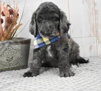 Auggie, a male Labradoodle for sale in Downing, MO – 5 of 8