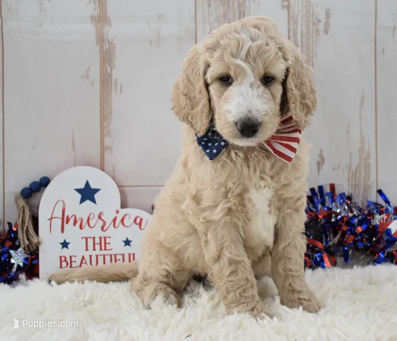 Lola – Goldendoodle puppy for sale in Downing, MO