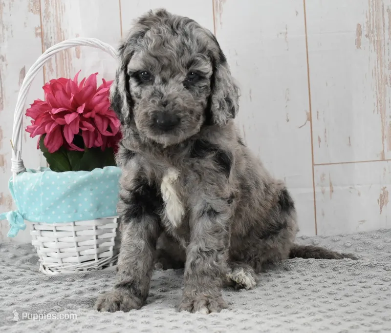 Allie – Labradoodle puppy for sale in Downing, MO